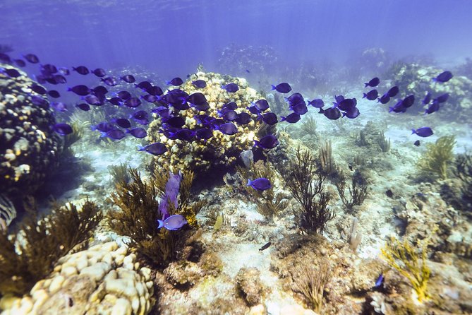 Private Stingray City Snorkeling and BioBay Charter for 10 Guests - BioBay in Cayman Kai: what to do so the lights actually feel magical
