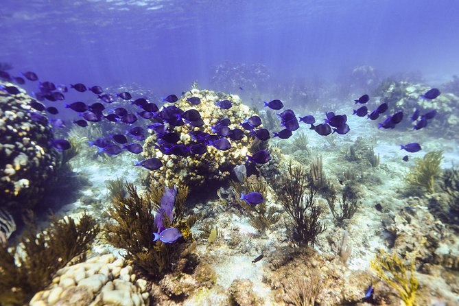 Private Stingray City Snorkeling and BioBay Charter for 6 Guests - Price and value: what $2,000 buys you for 6