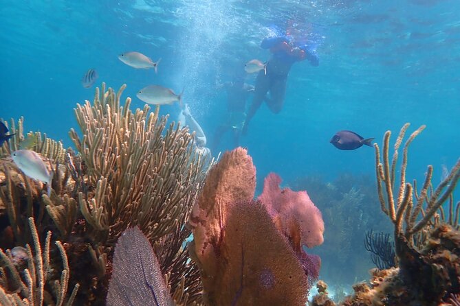 Private Tour to Stingray City & Snorkeling at Coral Gardens - Should you book this private Stingray City and Coral Gardens tour?