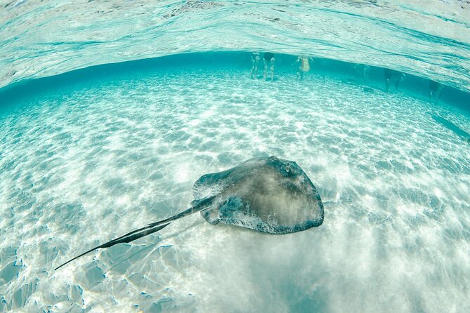 Private Yacht 48 ft Sting Ray City, Snorkel & Starfish Beach - Starfish Beach Time, Plus a Boat Ride That Keeps It Relaxed