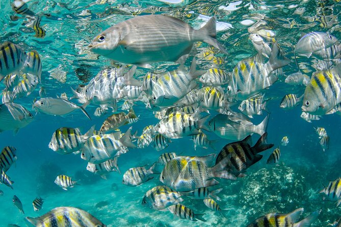 Private Yacht 48 ft Sting Ray City, Snorkel & Starfish Beach - What’s Included, and How the Price Starts to Make Sense