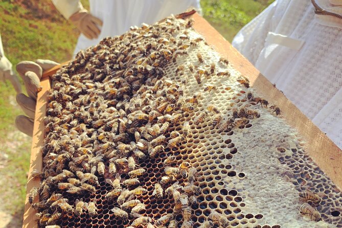 Reagan’s Honey Beekeeping Adventure - Who this tour fits best on Grand Cayman