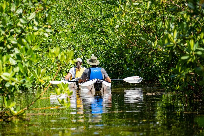 Small Group Glass Bottom Kayak Adventure- Cayman Islands - Glass-Bottom Kayaks in Grand Cayman’s Mangroves