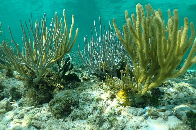 Starfish Point, Stingray City & Coral Garden (3-STOP Adventure) - Timing Matters: The Day Can Stretch, So Plan With a Safety Margin