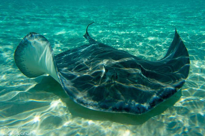 Starfish Point, Stingray City-Sandbar & Coral Gardens - Key Things To Know Before You Go