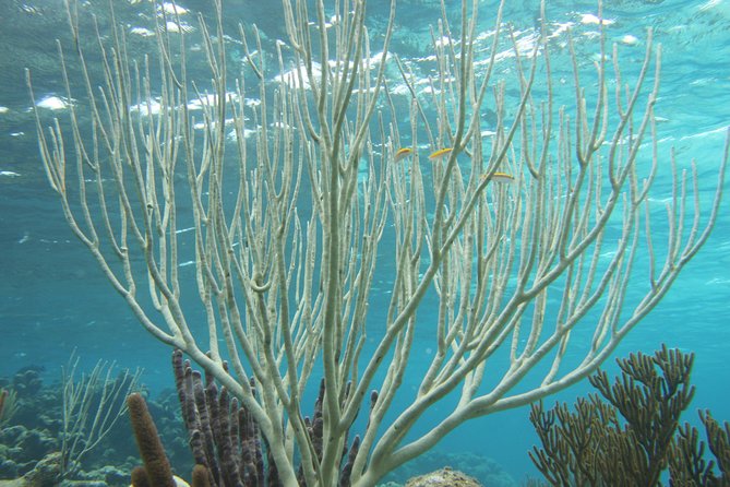 Starfish Point, Stingray City-Sandbar & Coral Gardens - Price and what you actually get for $65