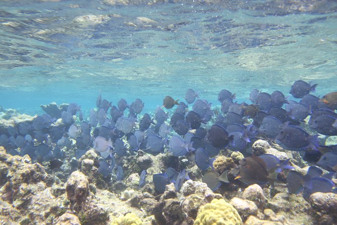 Starfish Point, Stingray City-Sandbar & Coral Gardens - A smooth start on the water, with real coastal views