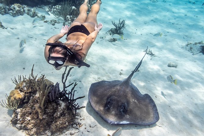 Starfish Point, Stingray City-Sandbar & Coral Gardens - Stingray City sandbar: feet first, then squid feeding