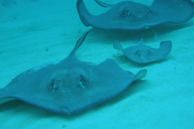 Starfish Point, Stingray City-Sandbar & Coral Gardens - Coral Gardens snorkeling: short and guided, but weather can change the vibe
