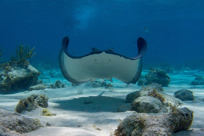 Starfish Point, Stingray City-Sandbar & Coral Gardens - Starfish Point: photos in shallow water, with gentle handling rules