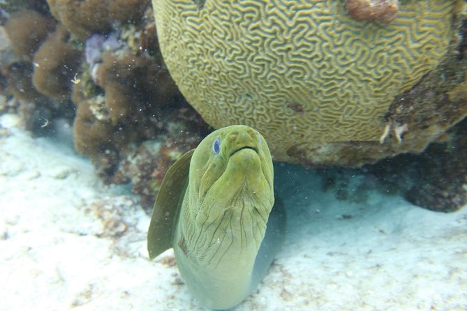Starfish Point, Stingray City-Sandbar & Coral Gardens - Crew support and why the trip feels easy