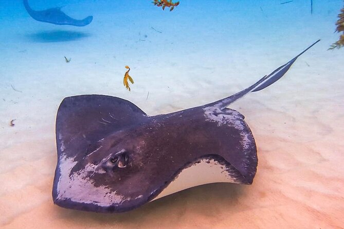 Stingray City and Seven Mile Beach Adventure Tour - Key things to know before you go