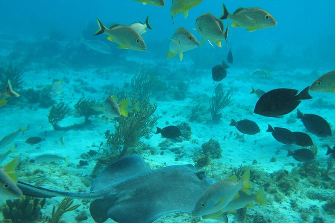 Stingray City and Snorkel Tour With Lunch - Stop One at Stingray City: Waist Deep Water and a Real Interaction