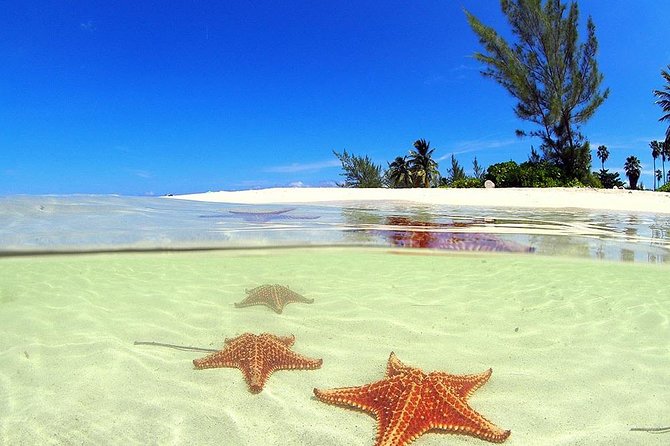 Stingray City and Starfish Experience with Coral Reef Snorkeling - Key things to know before you go