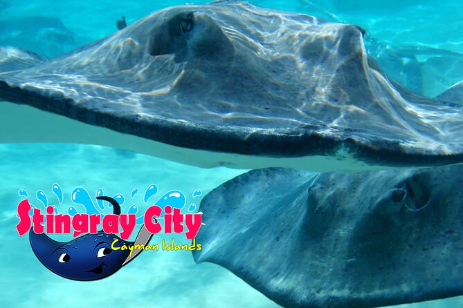 Stingray City and Starfish Experience with Coral Reef Snorkeling - Who should book this tour, and who might want a different plan