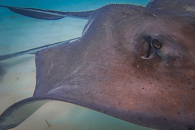 Stingray City Catamaran Sunset Tour - What You’ll Do From Arrival to Return to the Marina