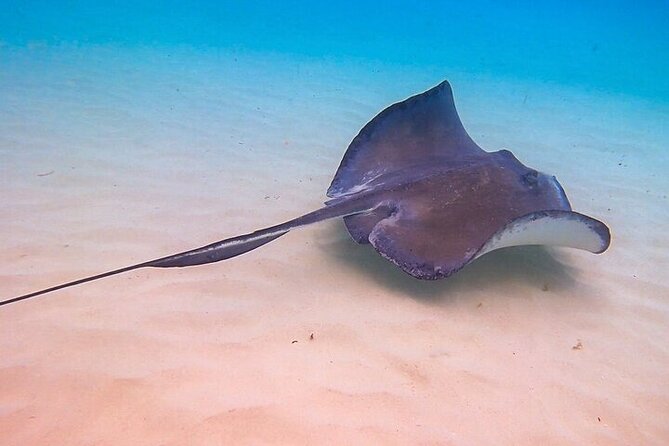 Stingray City Catamaran Sunset Tour - Group Size Matters: Why 30 Travelers Feels Different