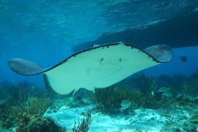 Stingray City Experience Plus One Snorkeling Stop - Price and Value: Why $75 Feels Reasonable for This Mix