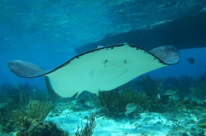 Stingray City Experience Plus One Snorkeling Stop - Tips That Make a Real Difference in the Water