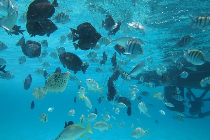 Stingray City Experience Plus One Snorkeling Stop - The Captain’s Choice: Coral Gardens or the Barrier Reef Snorkel Stop