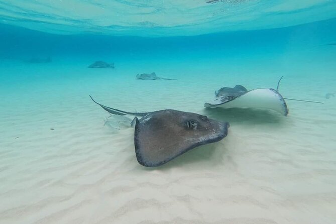 Stingray City Experience Plus Two Snorkeling spots Private Boat - Stop 3: Rum Point reef swimming and a real break