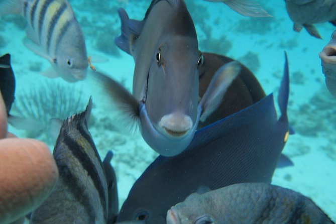 Stingray City Experience Plus Two Snorkeling Stops on Grand Cayman - Key highlights to know before you go