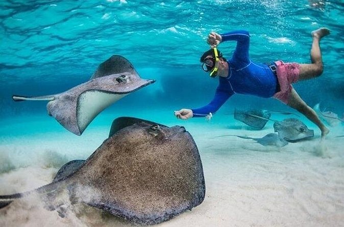 Stingray City Sandbar, Coral Gardens Snorkeling & Star Fish Point - Who should book this tour, and who should think twice