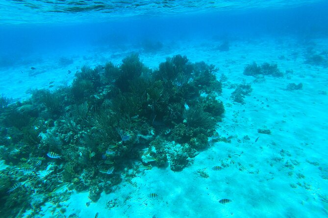 Stingray City, Star fish Point and Snorkeling Private Boat Tour - Price and value: why $725 per group can work