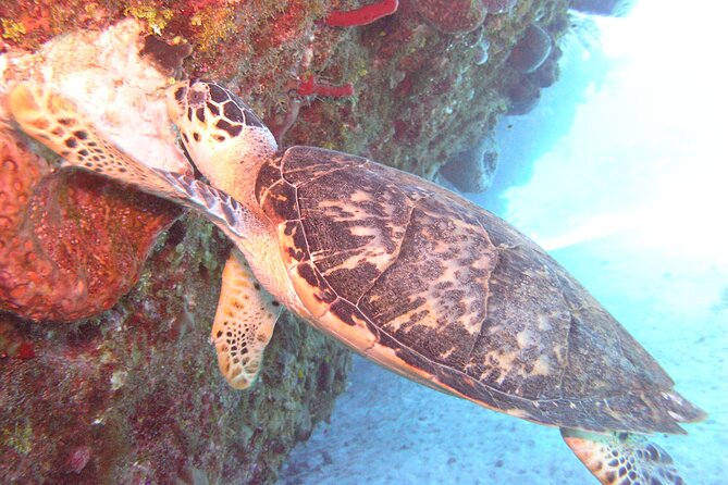 Stingray Sandbar, Snorkeling, and Starfish Point - Key Points You Should Know Before You Go