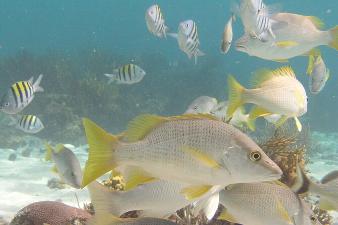 Stingray Sandbar, Snorkeling, and Starfish Point - Native Way Watersports: Why the Small-Boat Feel Matters