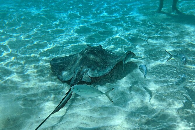 Stingray Sandbar, Snorkeling, and Starfish Point - Coral Gardens Snorkeling: Clear Water, Reef Fish, and Good First-Time Conditions