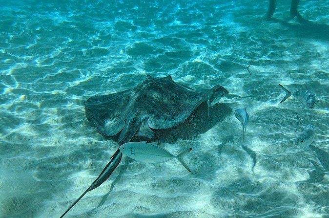 Stingray Sandbar, Snorkeling, and Starfish Point - Timing: How the 3 Hours 45 Minutes Flows in Real Life