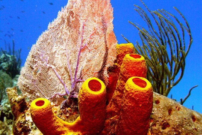 Stingray Sandbar, Snorkeling, and Starfish Point - Who This Tour Fits Best on Grand Cayman