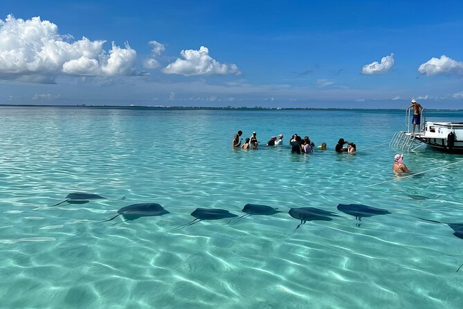 StingrayCity ,Coral Garden & Starfish Tour. - Key Highlights