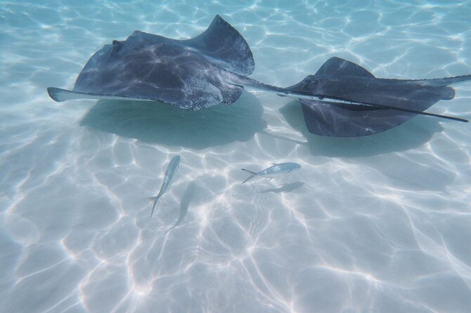 StingrayCity ,Coral Garden & Starfish Tour. - Timeline of the Day: Stingray City, Coral Gardens, Starfish Pointe