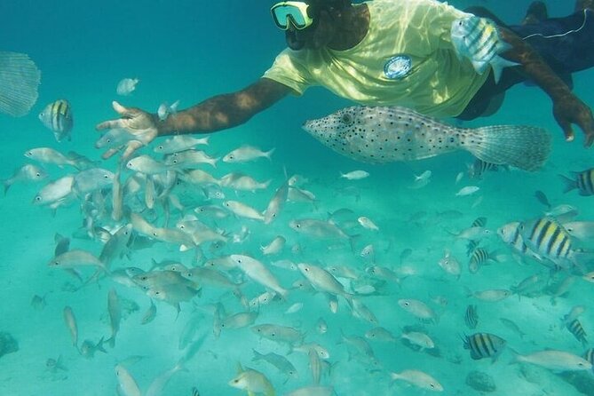 Stingrays, Starfish and Snorkeling Tour - Snorkeling Choices: Coral Gardens or the Barrier Reef