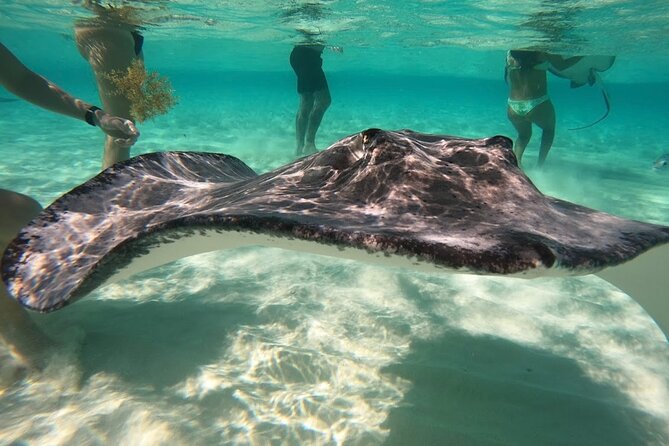 Sunrise at Stingray City, Private Tour - Why Sunrise Stingray City feels different than daytime